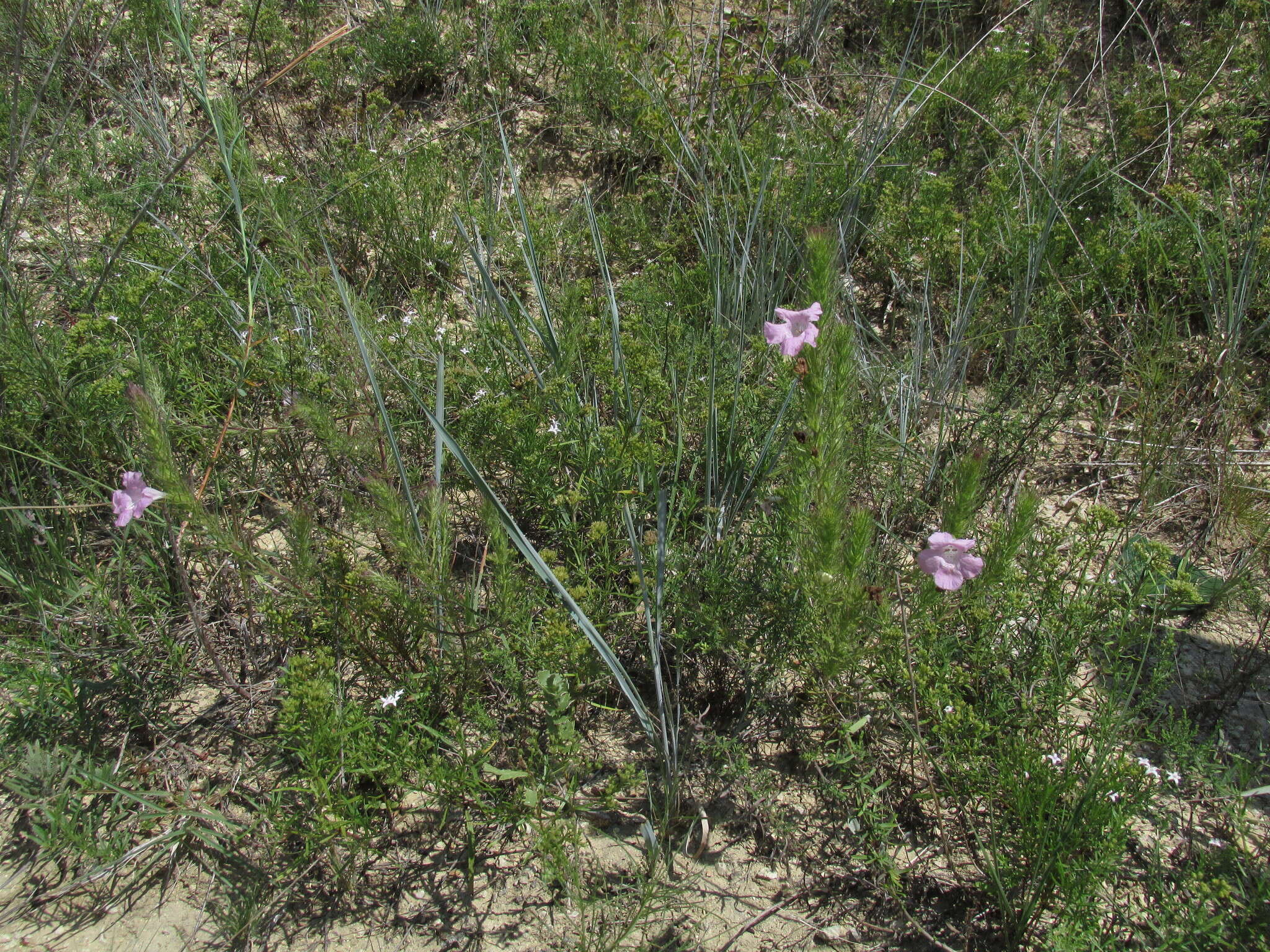 Imagem de Agalinis densiflora Blake