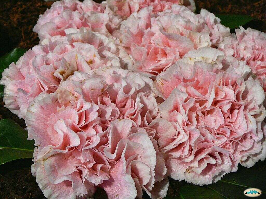 Image of camellia