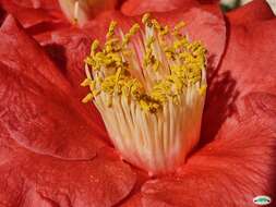 Image of camellia