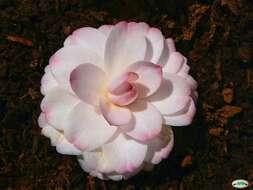 Image of camellia