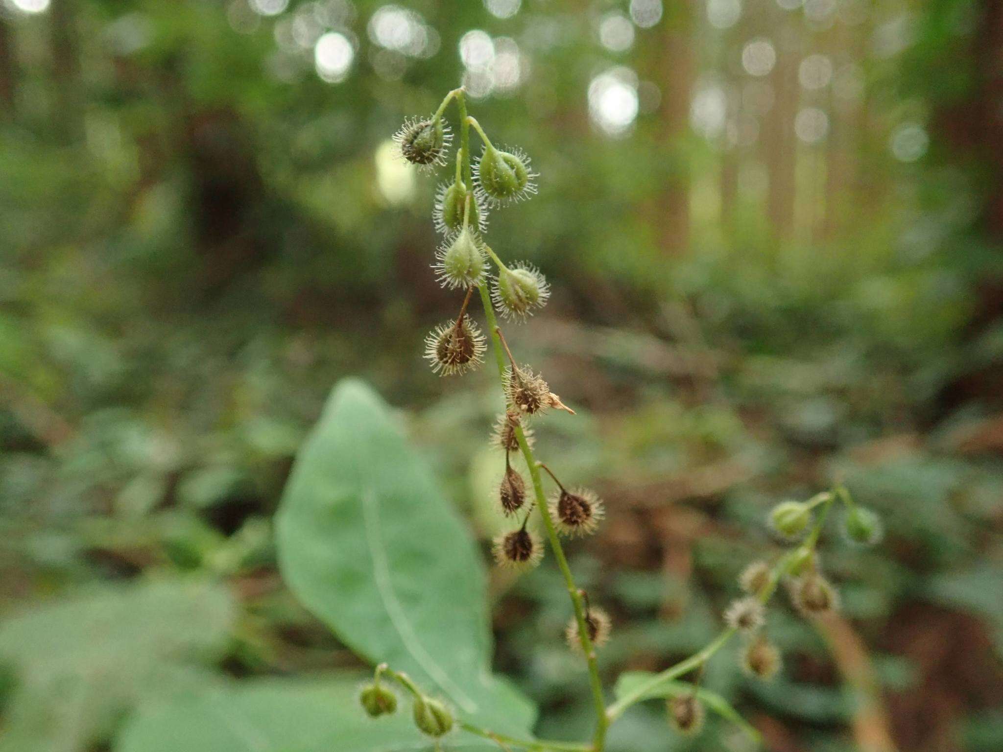 Image de Circaea mollis Sieb. & Zucc.