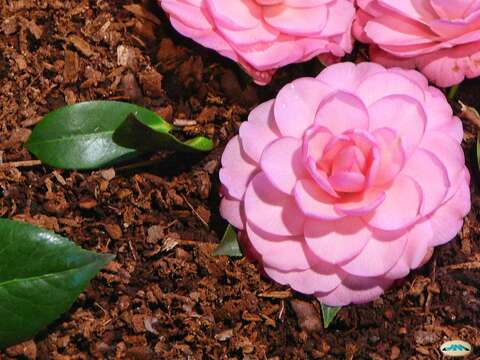 Image of camellia