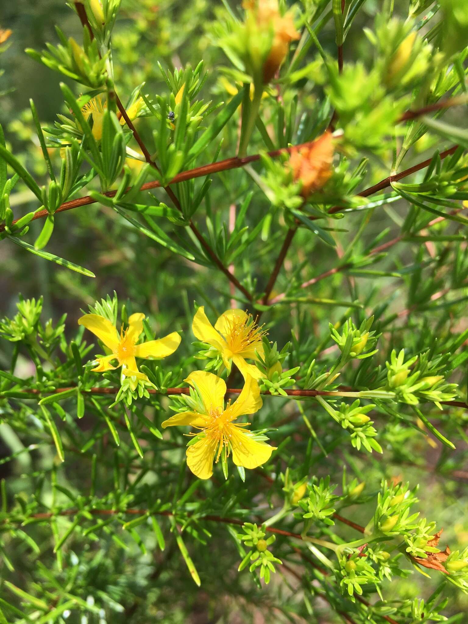 Imagem de Hypericum nitidum Lam.