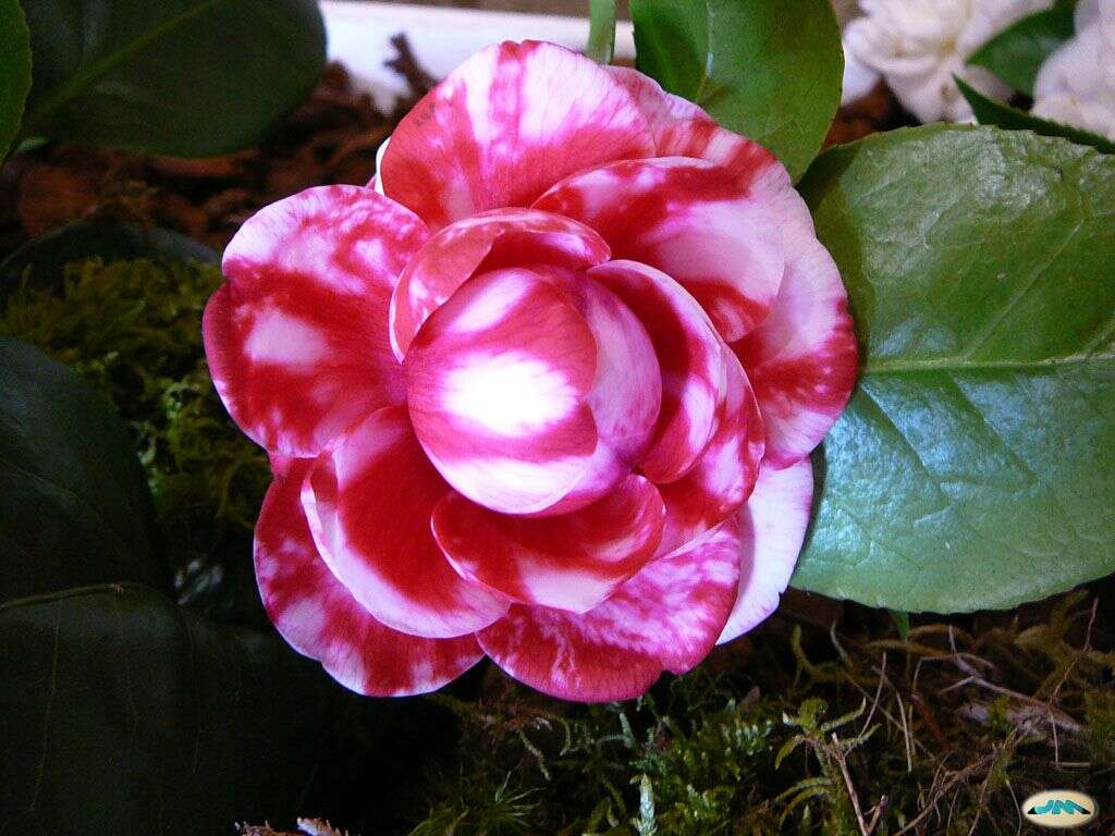 Image of camellia