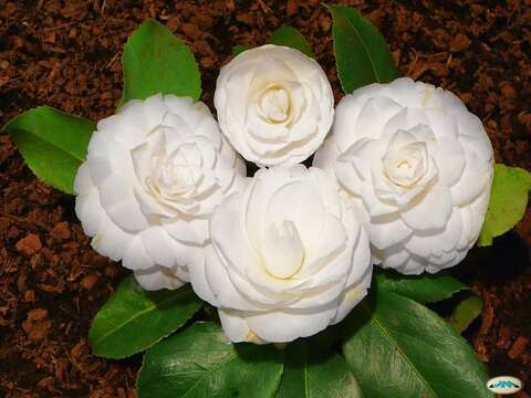 Image of camellia