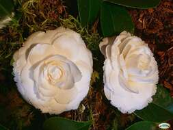 Image of camellia