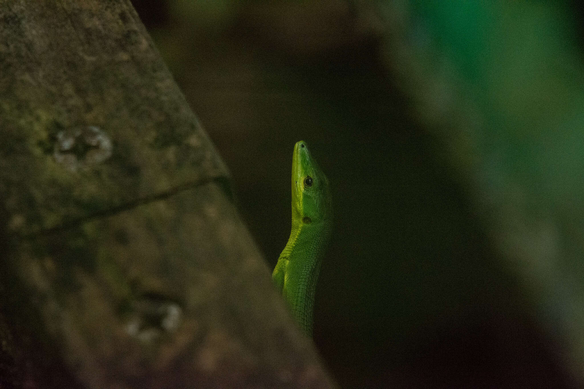 Image of Green grass lizard