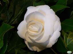 Image of camellia