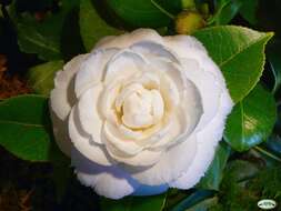 Image of camellia