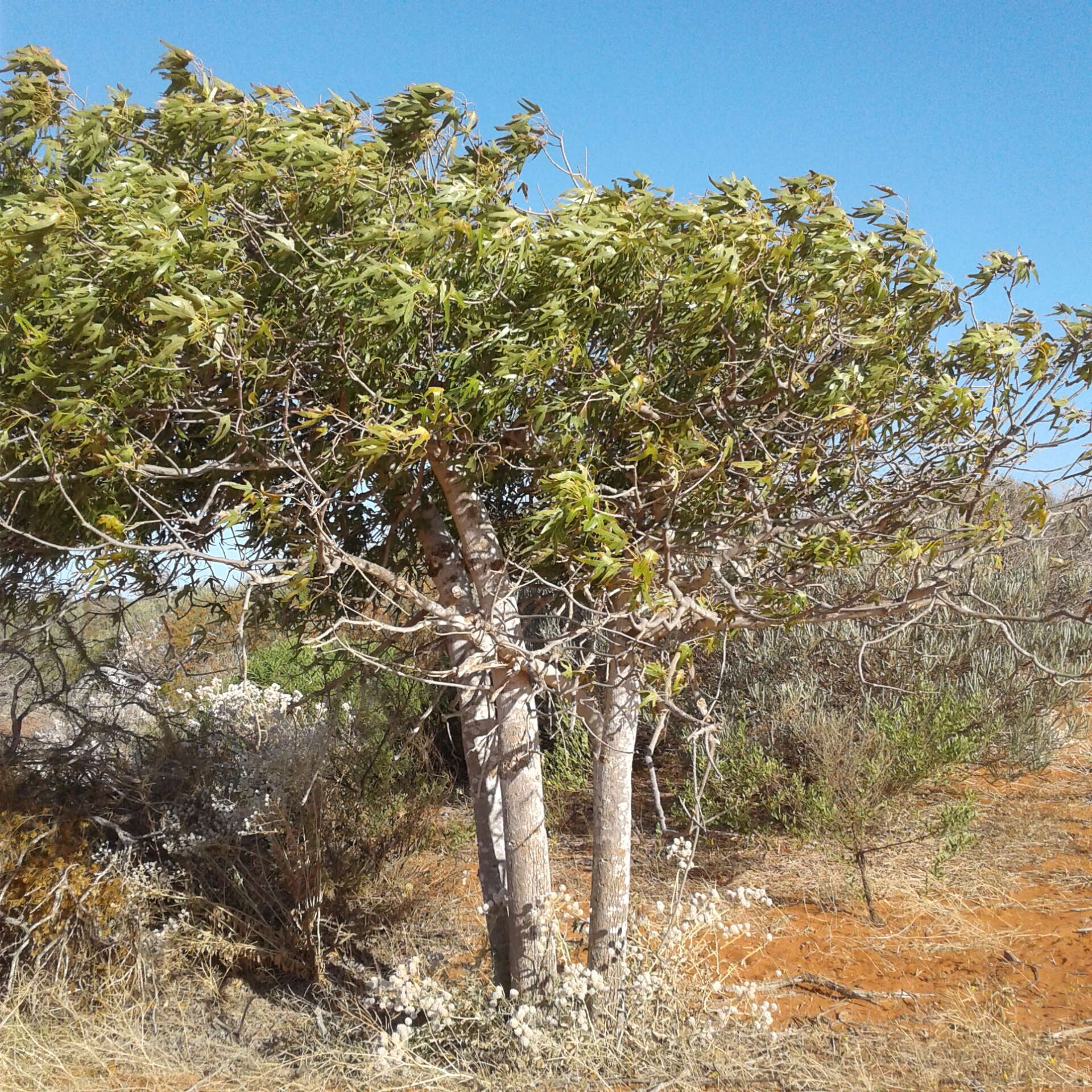 Image of Brachychiton gregorii F. Müll.