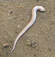 Image of Blackedge Moray