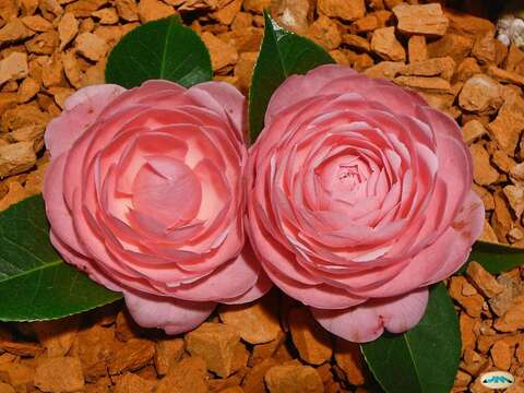 Image of camellia