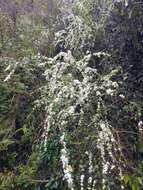 Image of Spiraea prunifolia var. pseudoprunifolia (Hayata ex Nakai) H. L. Li