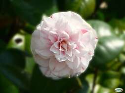 Image of camellia