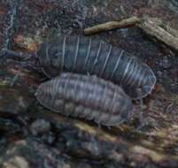 Image of Isopod