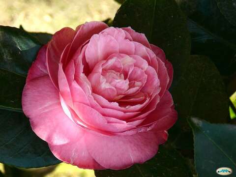 Image of camellia