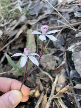 Image of Elegant Caladenia