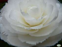 Image of camellia