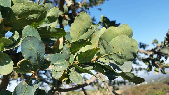 Image of blue oak