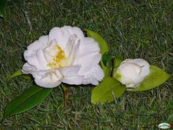 Image of camellia