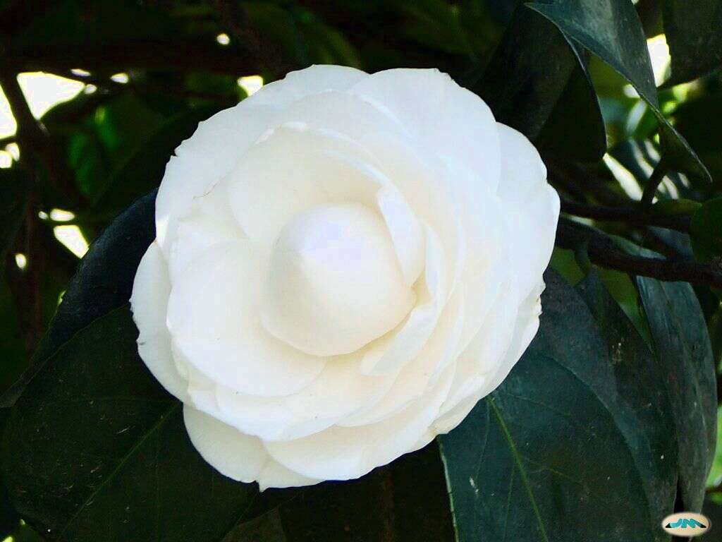 Image of camellia