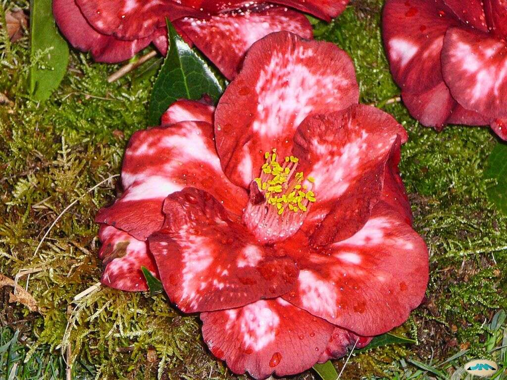 Image of camellia