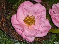 Image of camellia