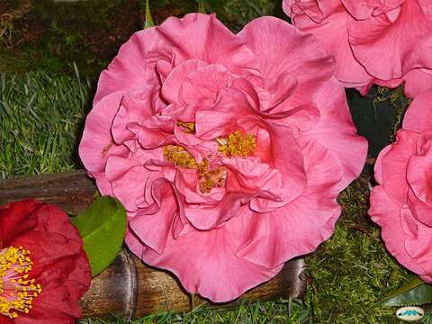 Image of camellia