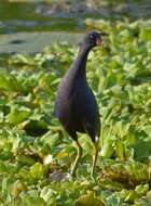 Image of American Purple Gallinule