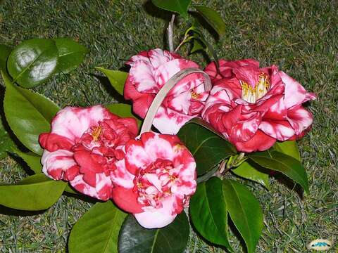 Image of camellia