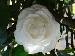 Image of camellia