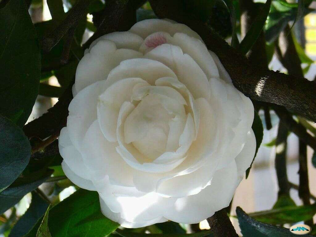 Image of camellia