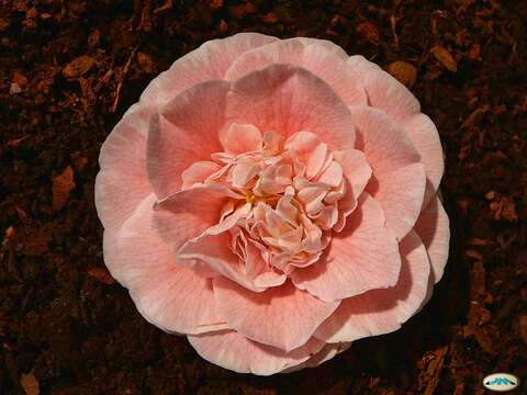 Image of camellia