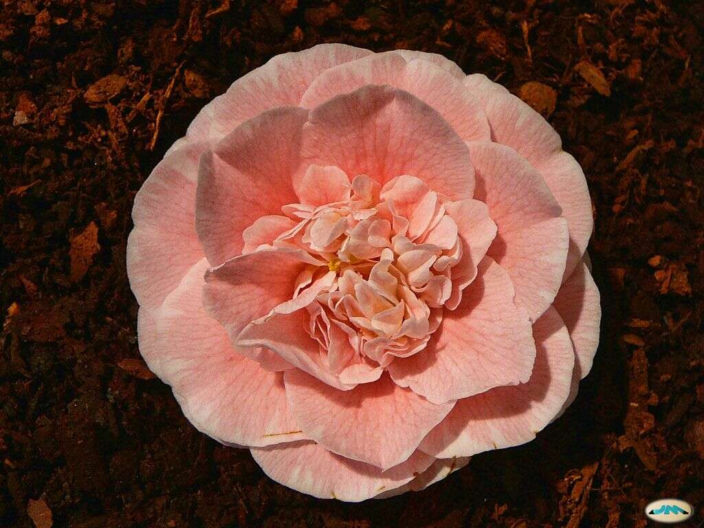 Image of camellia