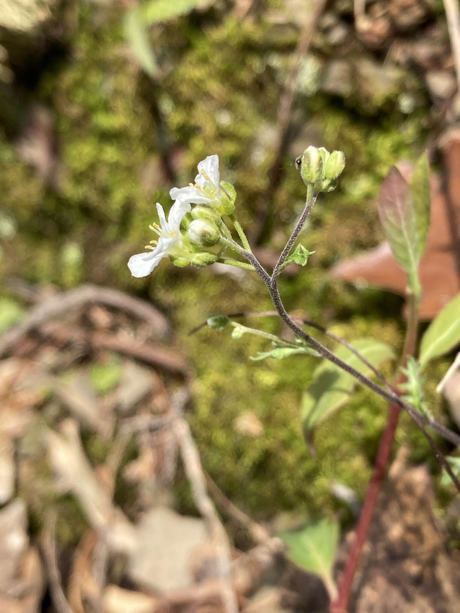 Image of branched draba