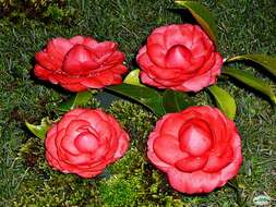 Image of camellia