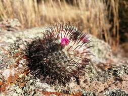 Image de Mammillaria bombycina subsp. perezdelarosae (Bravo & Scheinvar) D. R. Hunt