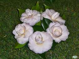 Image of camellia