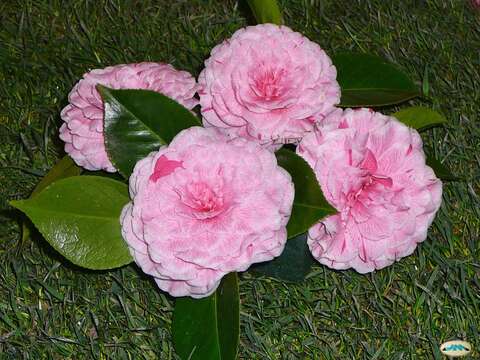 Image of camellia