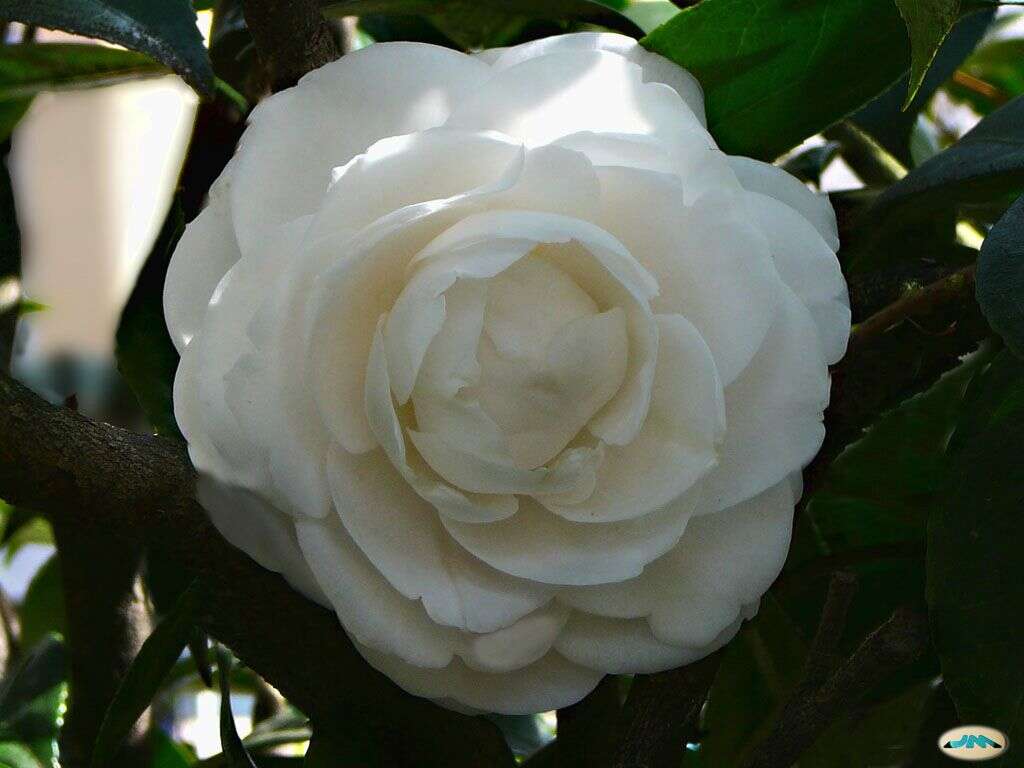 Image of camellia