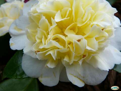 Image of camellia