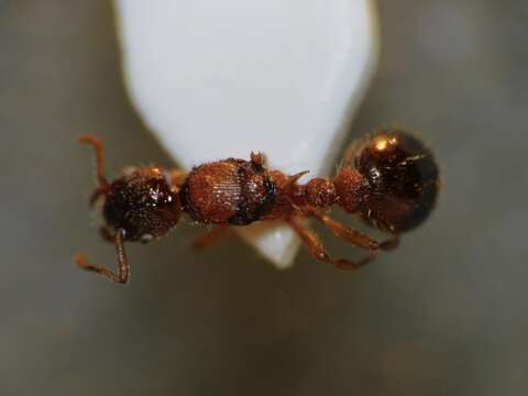 Image de Myrmica bibikoffi Kutter 1963