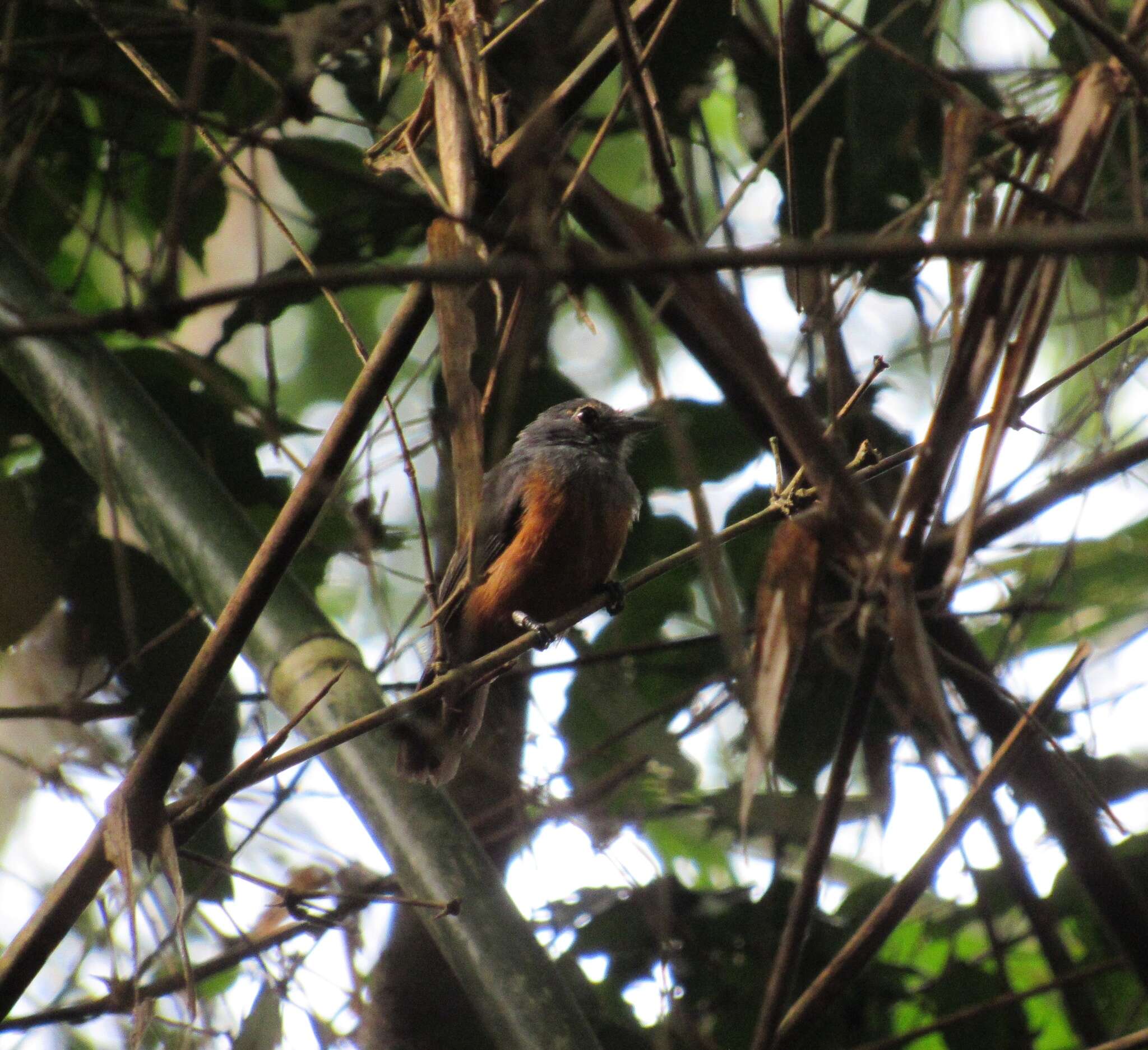 Image of Bluish-slate Antshrike