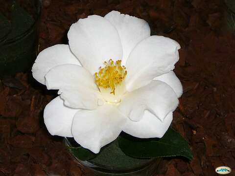 Image of camellia