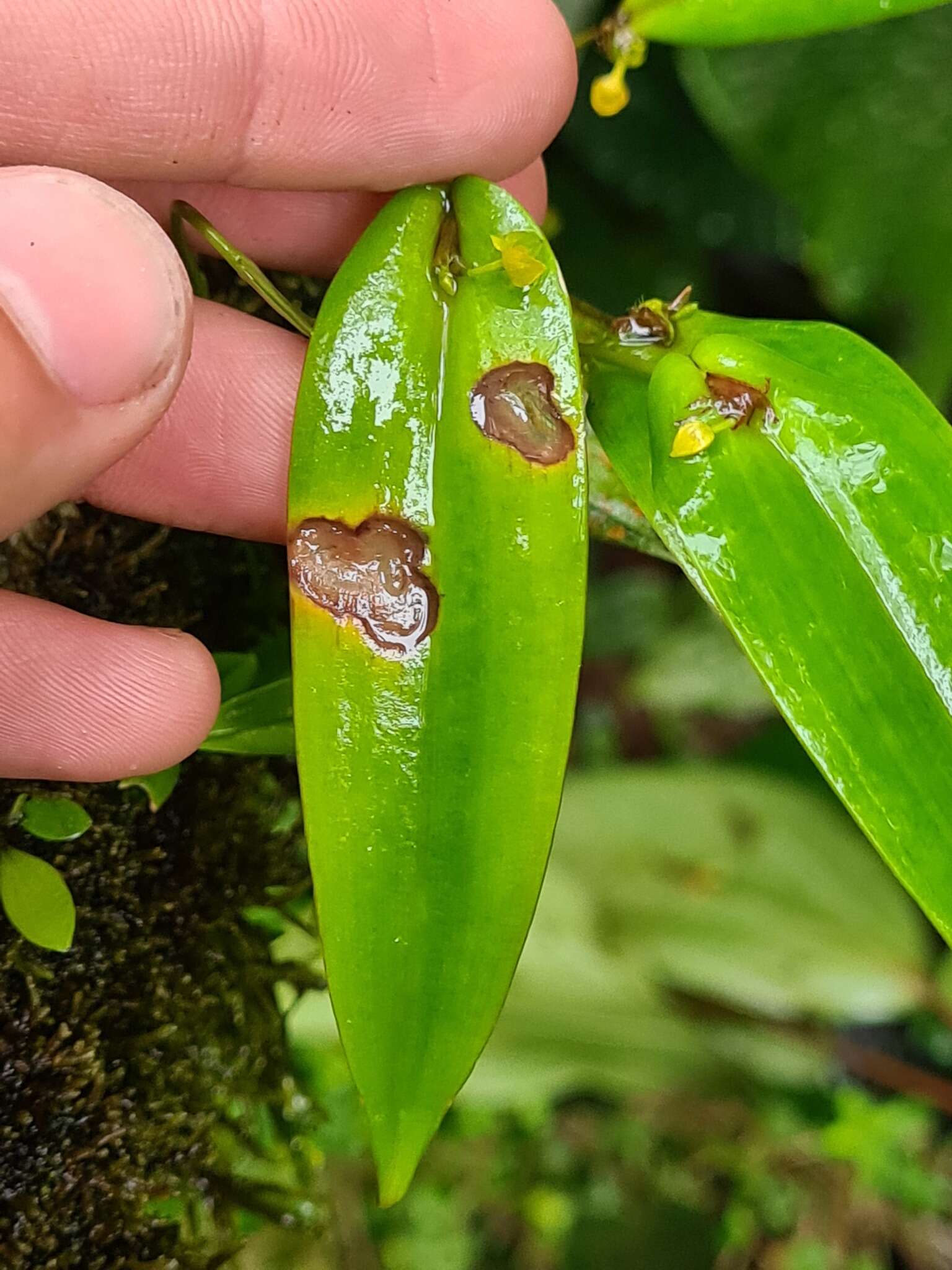 Image of Pleurothallis dibolia Luer