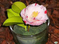 Image of camellia