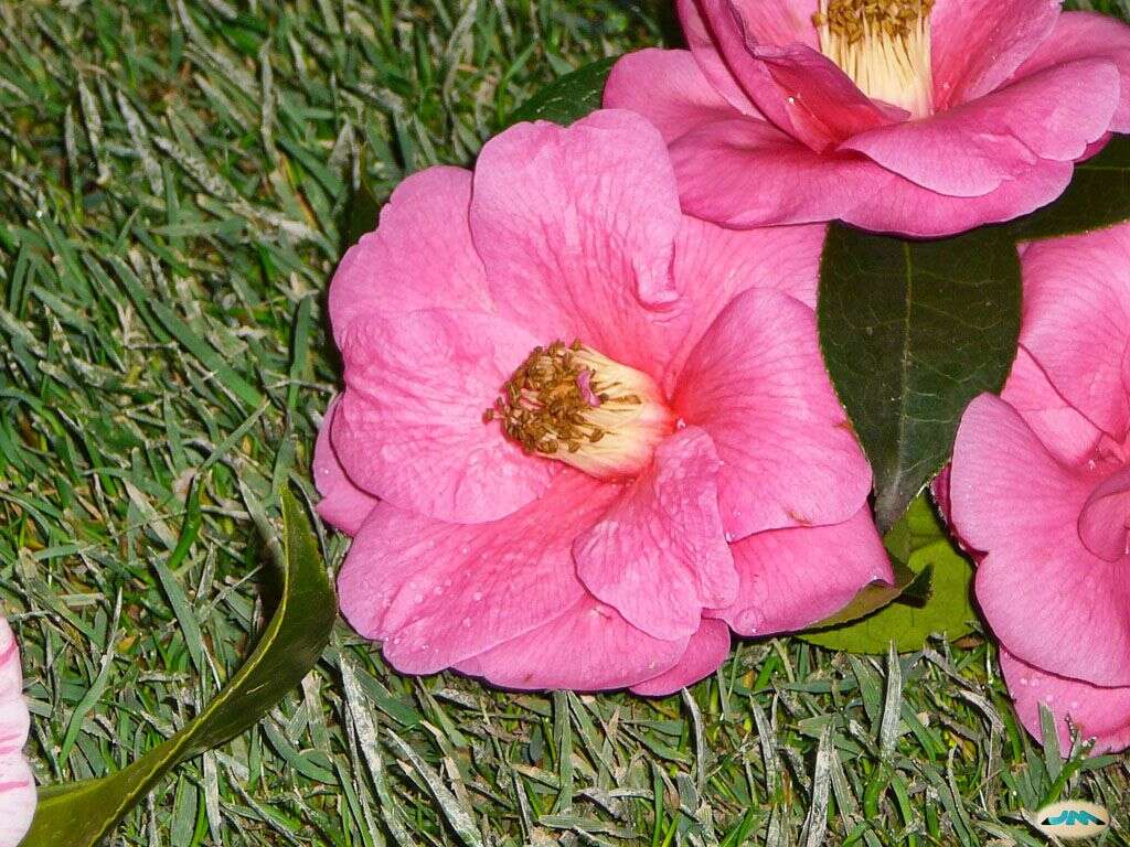 Image of camellia