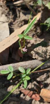 Image of Desmodium varians (Labill.) G. Don