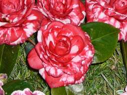 Image of camellia