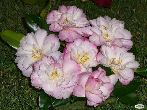 Image of camellia